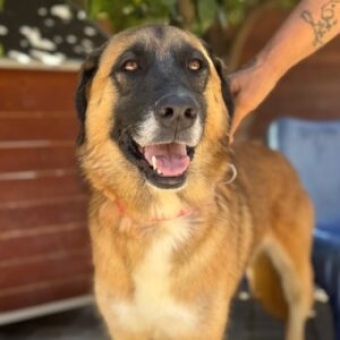 GINA